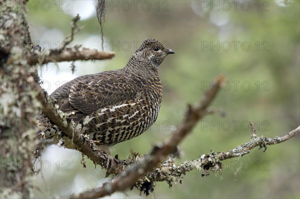 Spruce Grouse