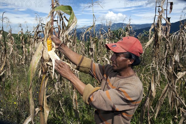 Farmer in maize field