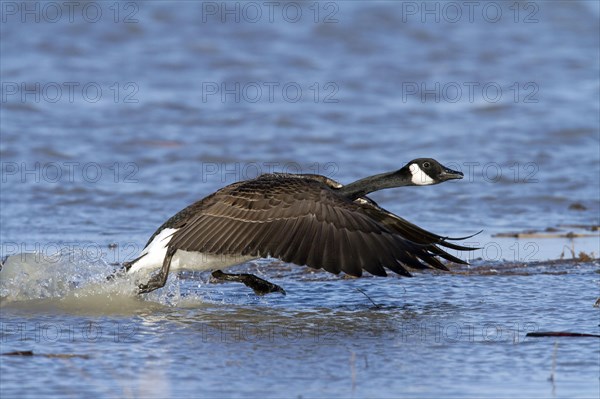 Canada goose