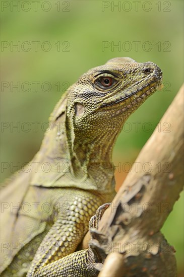 Amboina sail finned lizard