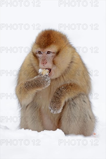 Barbary macaque