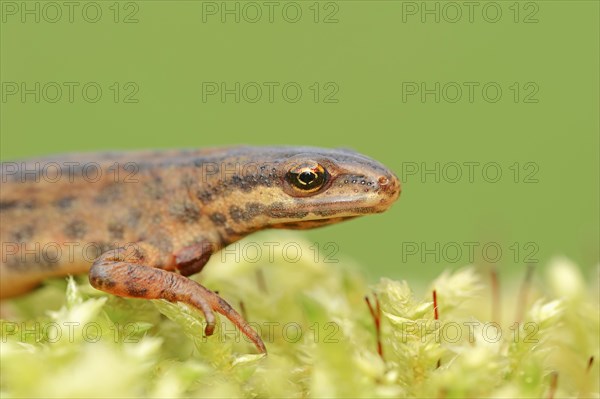 Common newt