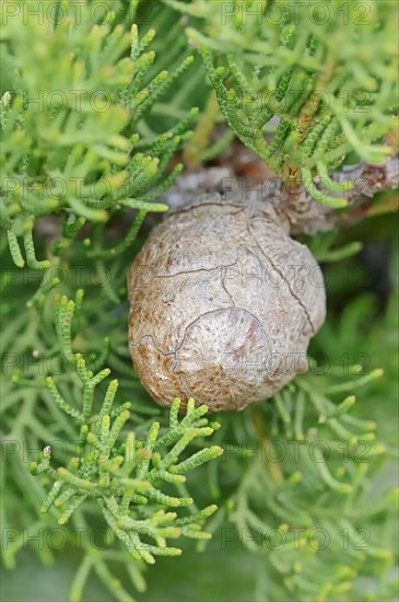 Italian Cypress