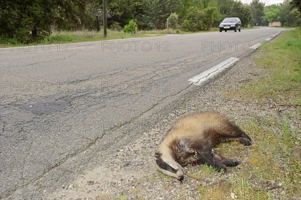 Dead badger