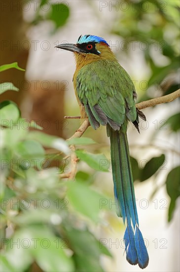 Blue-crowned Motmot