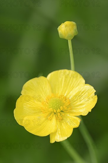 Greater spearwort