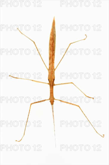 Winged stick insect