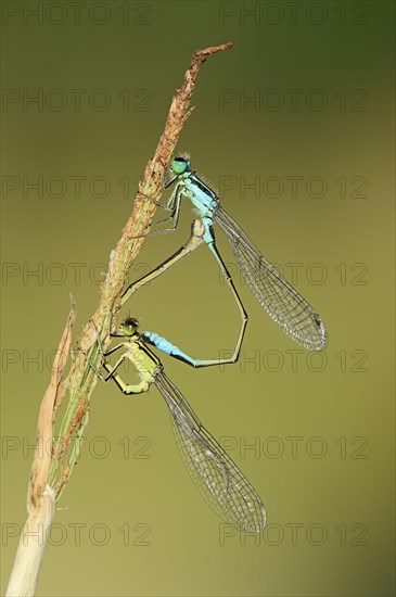 Blue-tailed damselfly