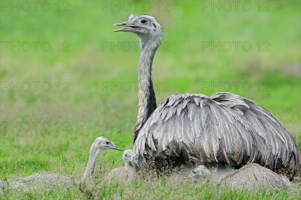 Greater rhea