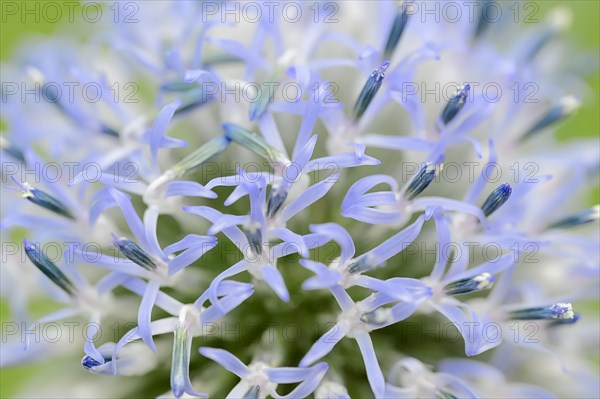 Small Globe Thistle