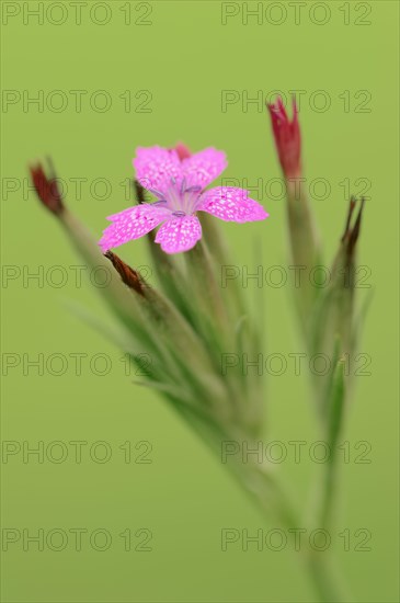 Tufted carnation