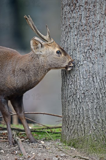 Hog deer