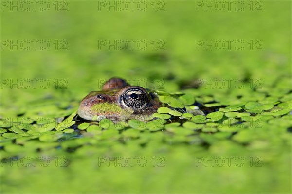 Water frog in Common duckweed