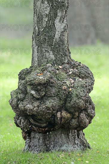 Proliferation on warty birch