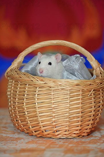 Coloured rat in basket