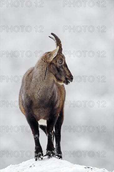 Alpine Ibex