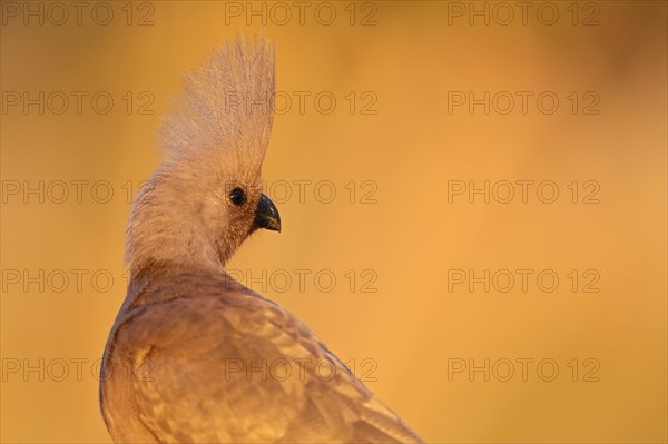 Grey go-away bird