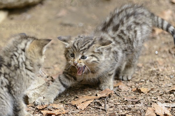 European Wildcats