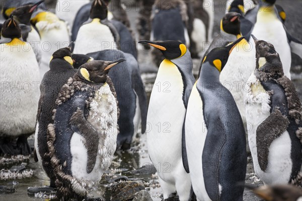 King penguins