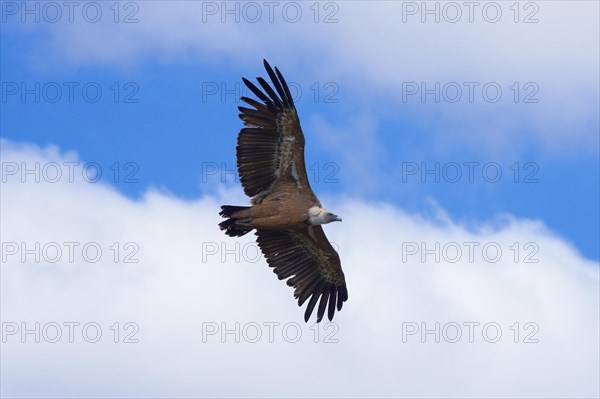 Vulture