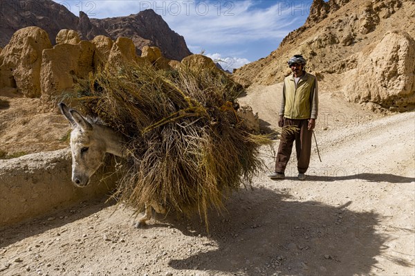 Man with his donkey on his way home
