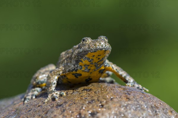 Yellow-bellied toad