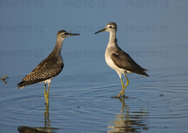 Wood sandpiper