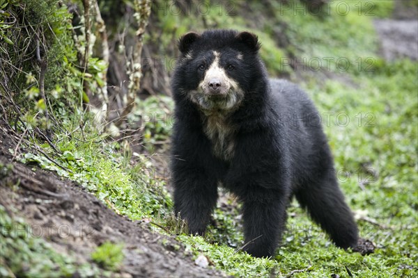 Spectacled Bear