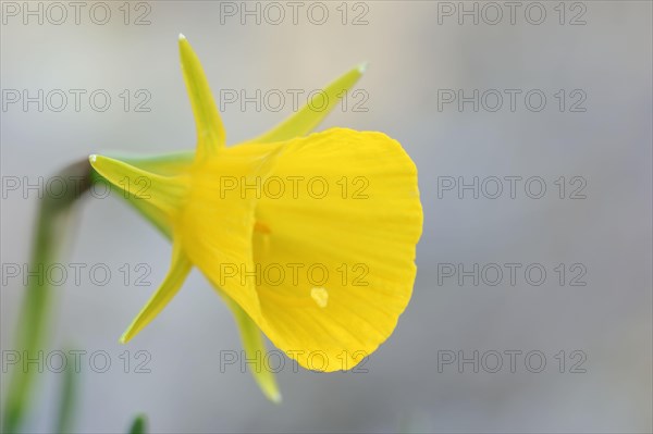 Hoop skirt narcissus