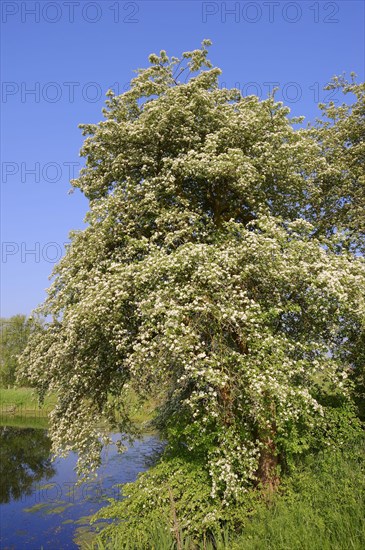 Common Common hawthorn