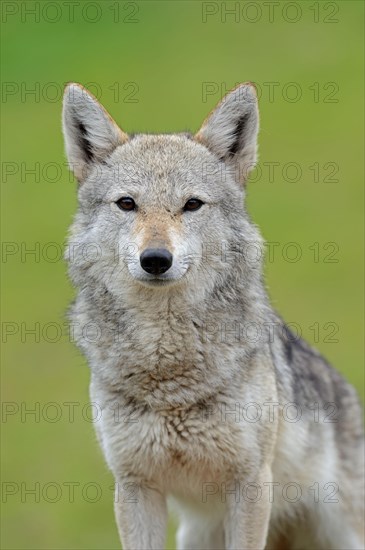 Golden jackal