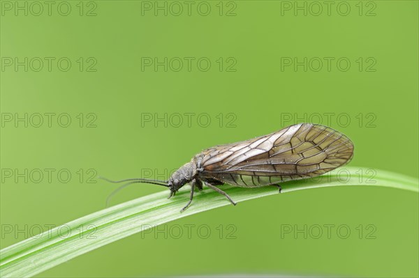 Alderfly