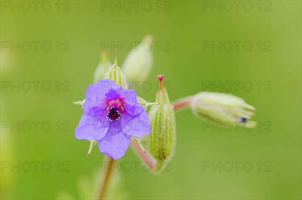 Common Stork's-Bill