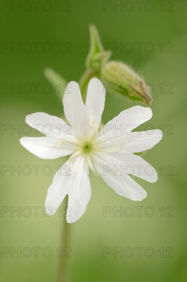 Silene nemoralis