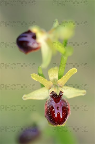 Early Spider Orchid t