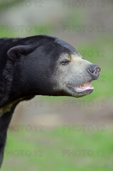 Sun bear