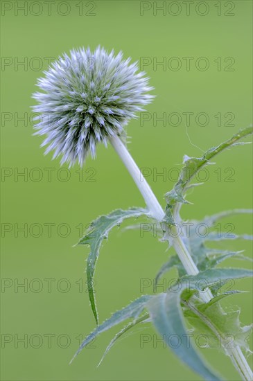 Small Globe Thistle