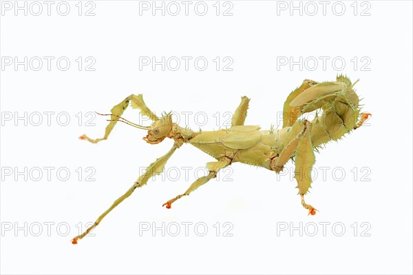 Giant prickly stick insect