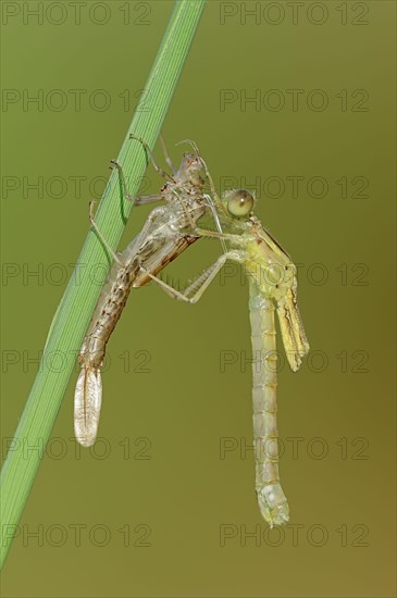 Willow Emerald Damselfly