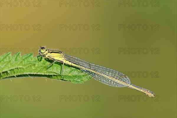 Blue-tailed damselfly