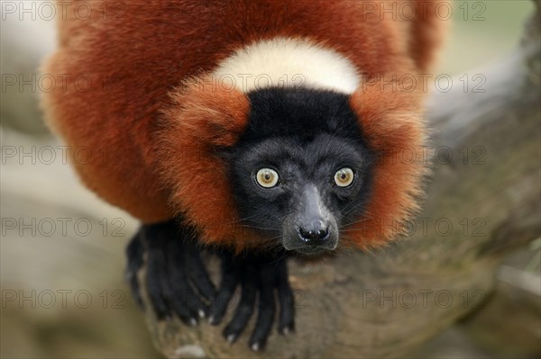 Red ruffed lemur