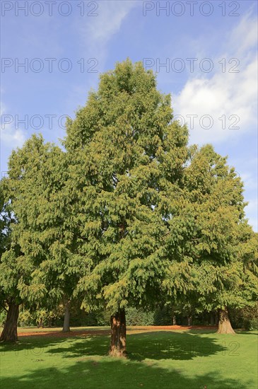 Bald cypress