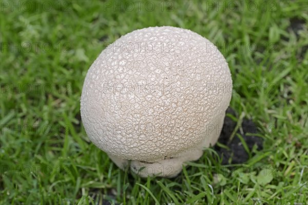 Mosaic Puffball