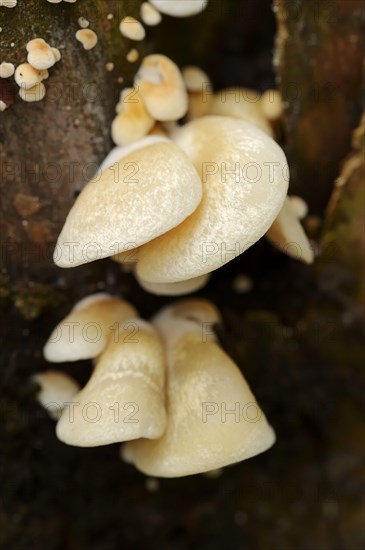 Jelly-fleshed stub-foot