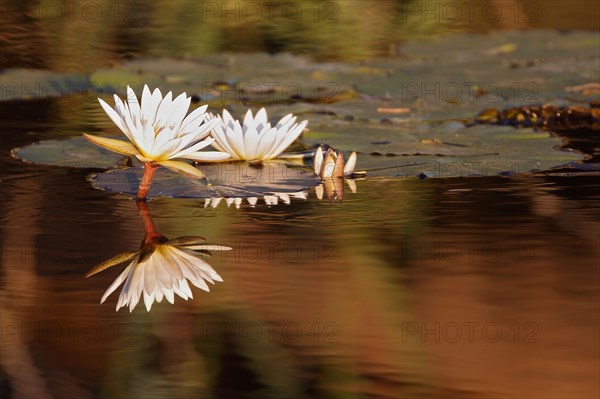 Waterlily