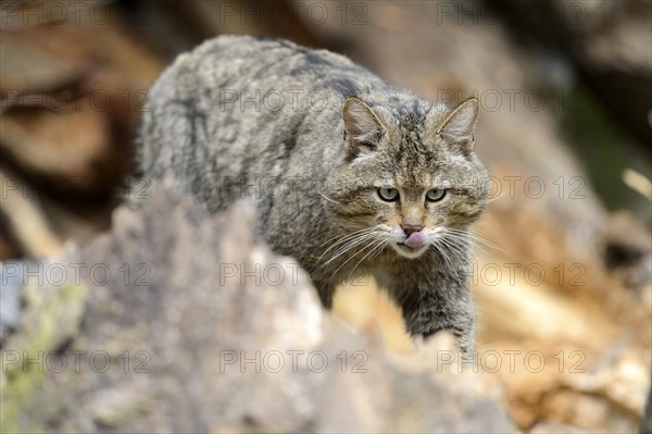 European Wildcat