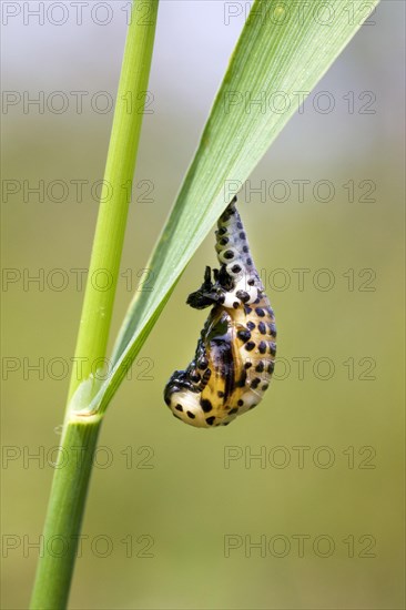 Ladybird