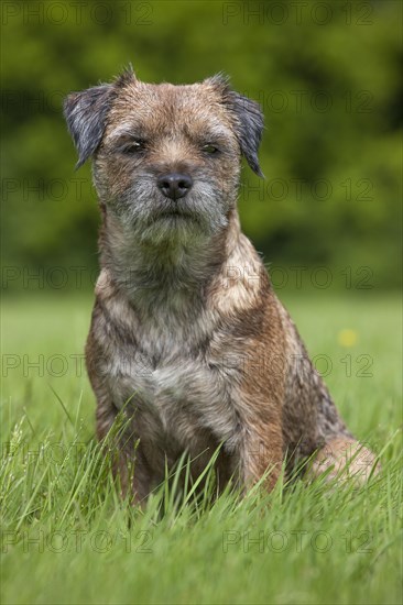 Border terrier