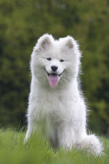 Samoyed