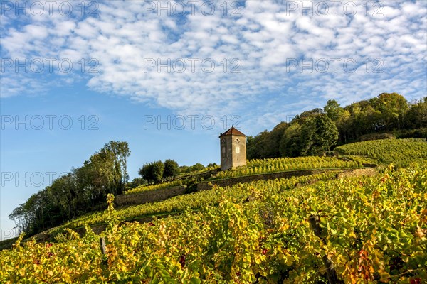 The tower du Curon in the vineyard of Arbois